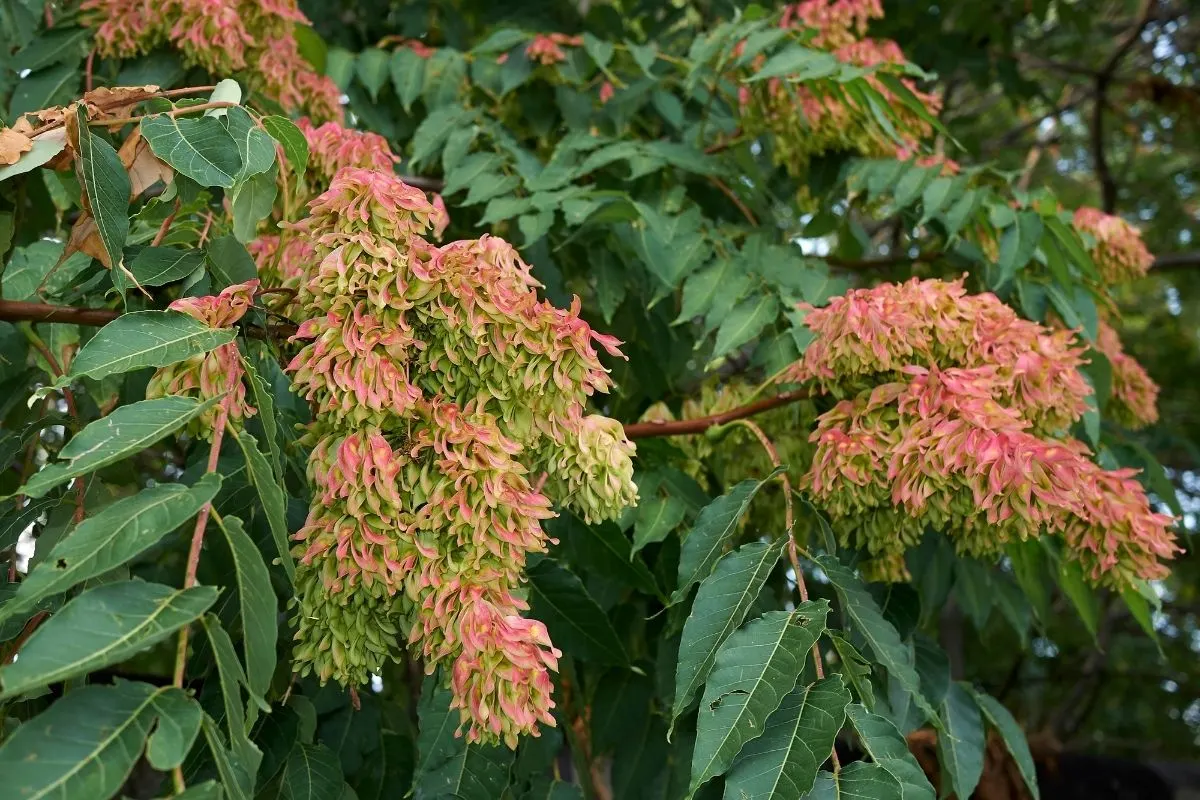 Tree of heaven - Ailanthus altissima