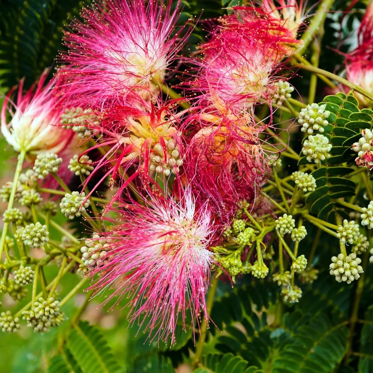 Albizia julibrissin flowers