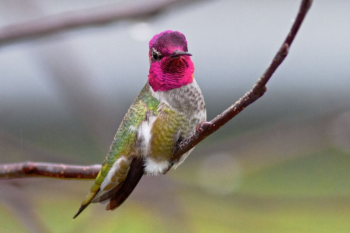 Anna's hummingbird - Calypte anna
