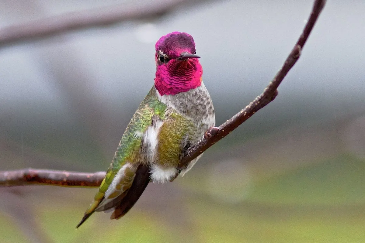 Anna's hummingbird - Calypte anna