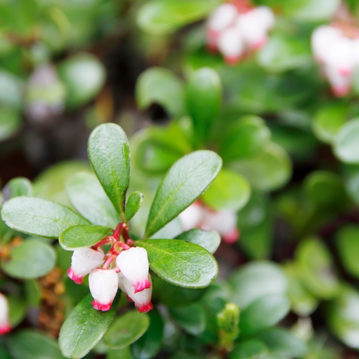 Arctostaphylos edmundsii