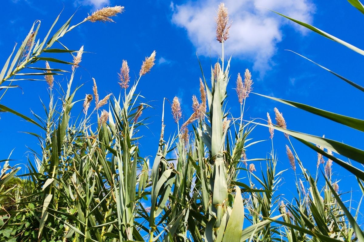 Giant Red Grass- Arundo donax