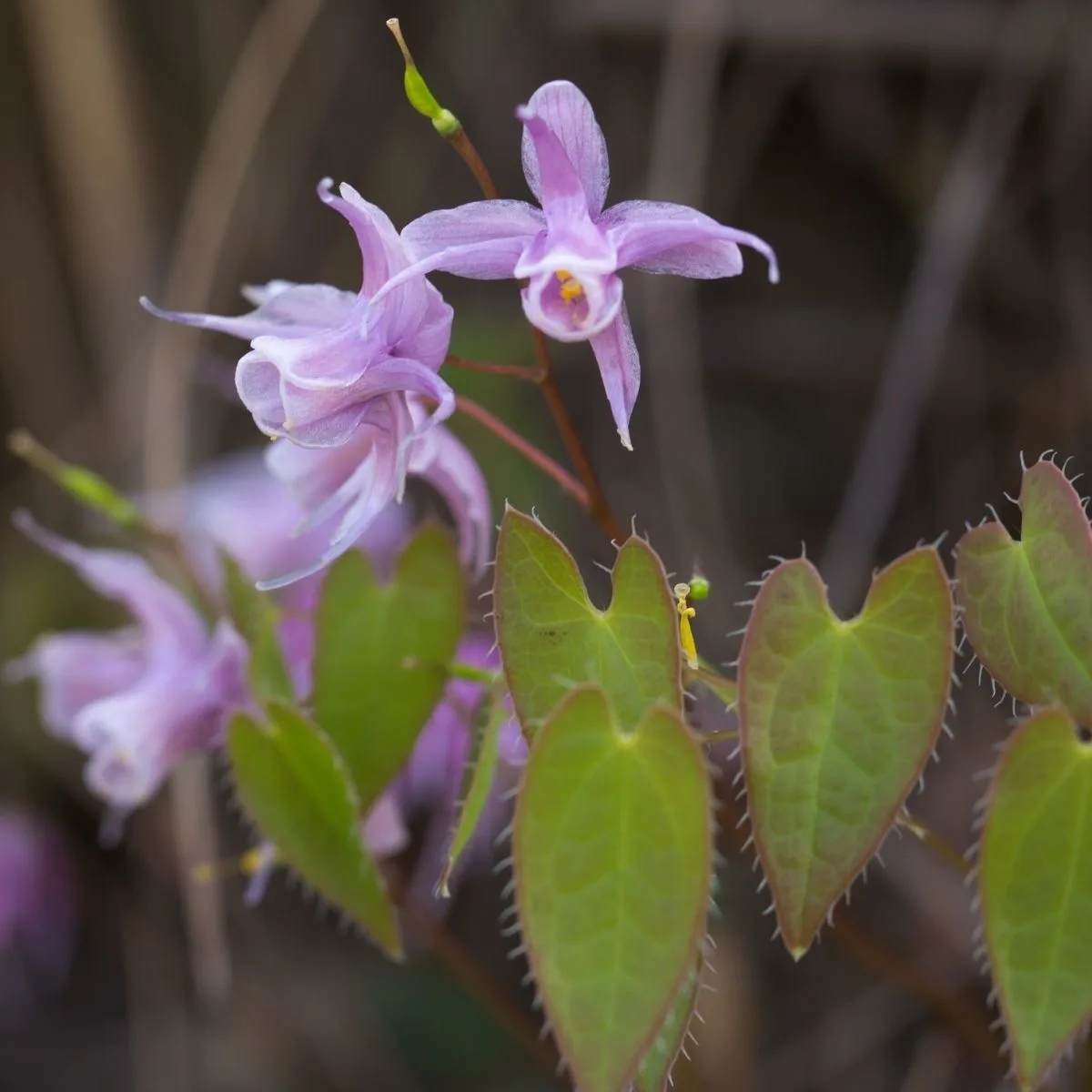 Barrenwort flowers