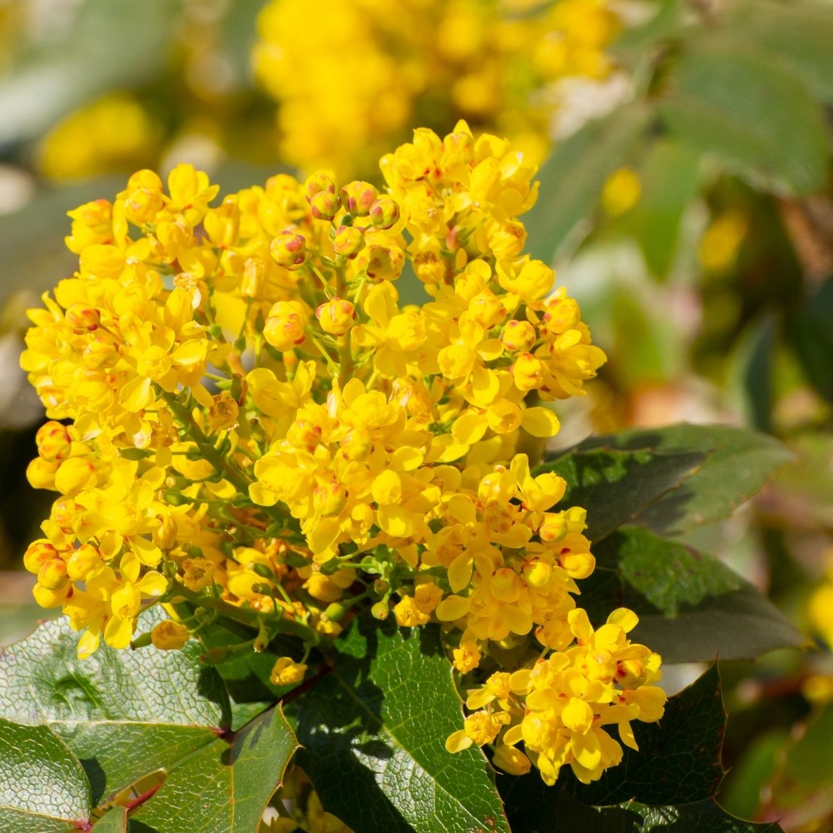 Berberis aquifolium