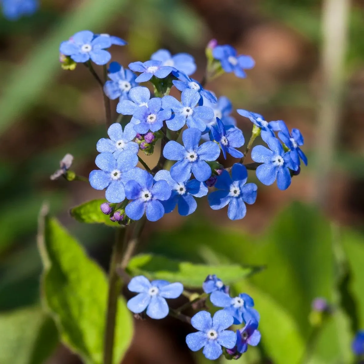 Brunnera macrophylla