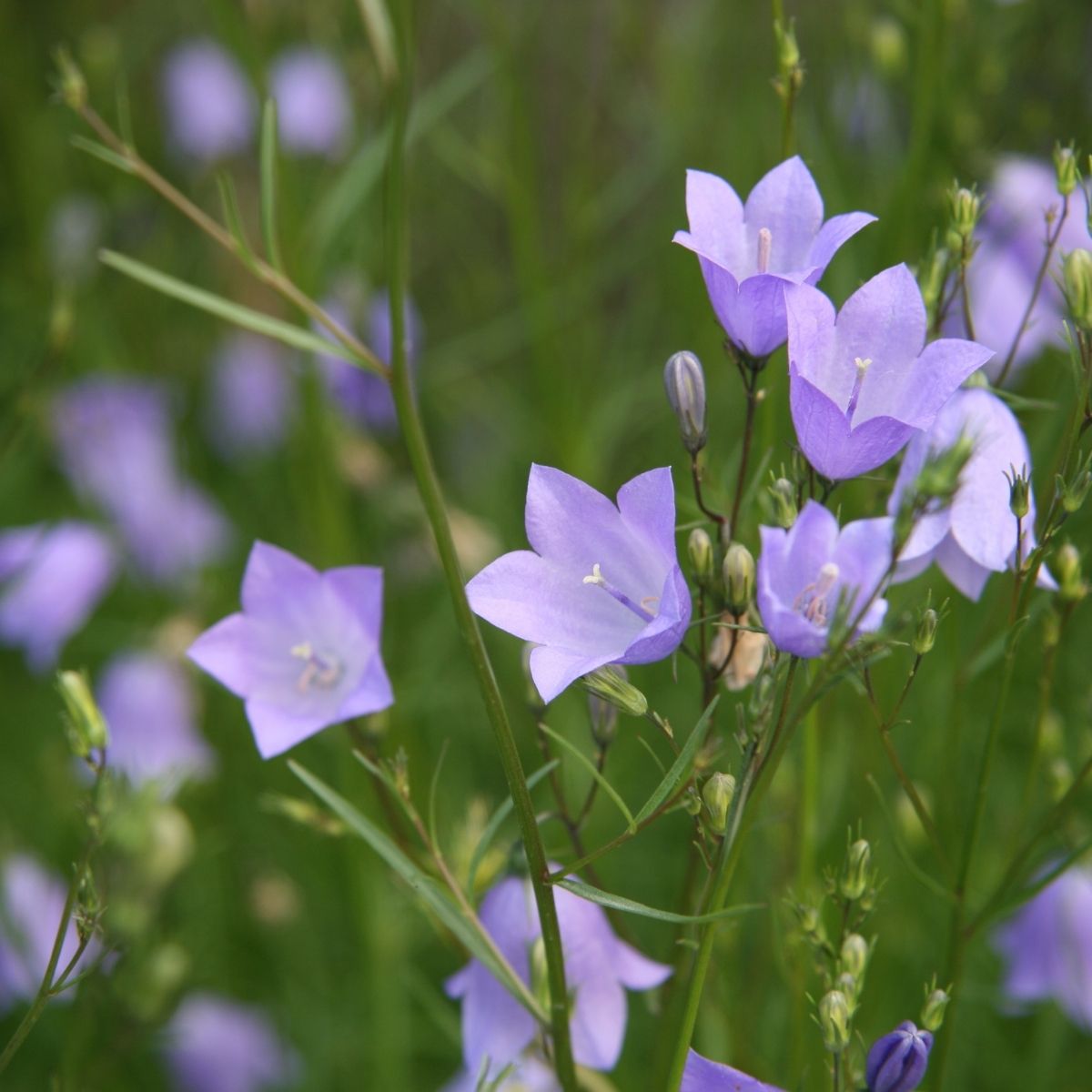 light purple bell flowers