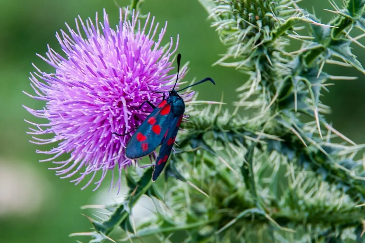 Musk thistle - Carduus nutans