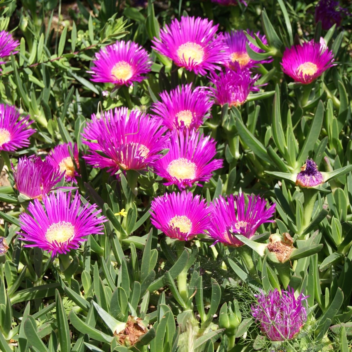 Carpobrotus edulis