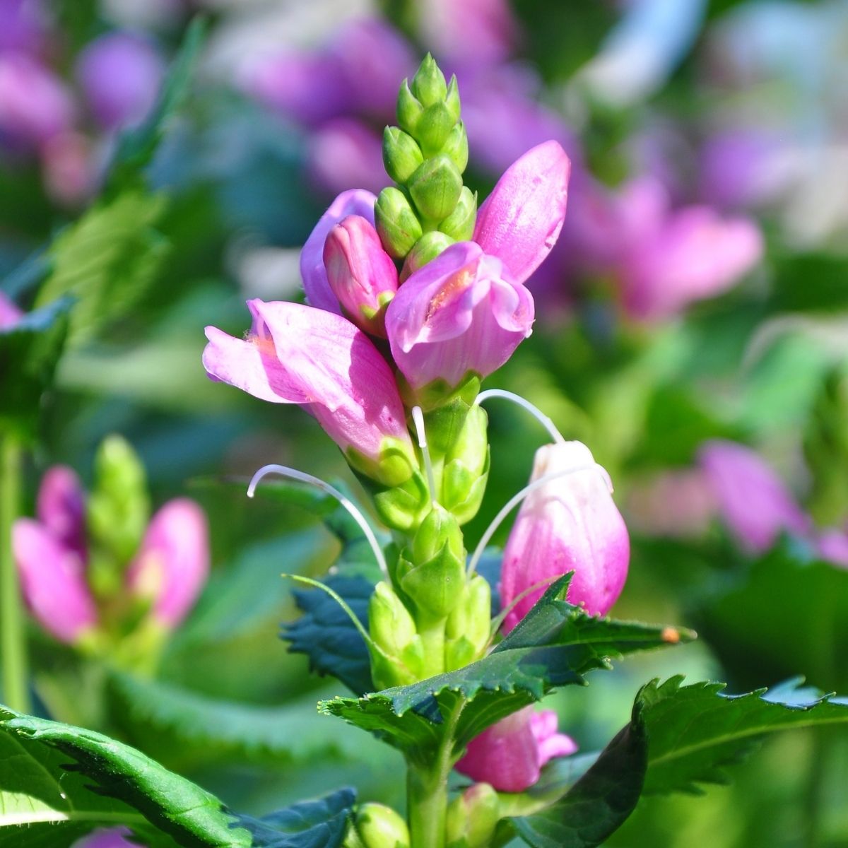 Chelone lyonii