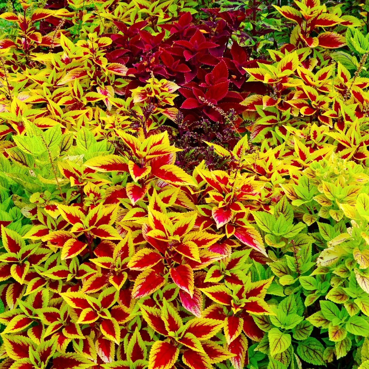 beautiful coleus plants