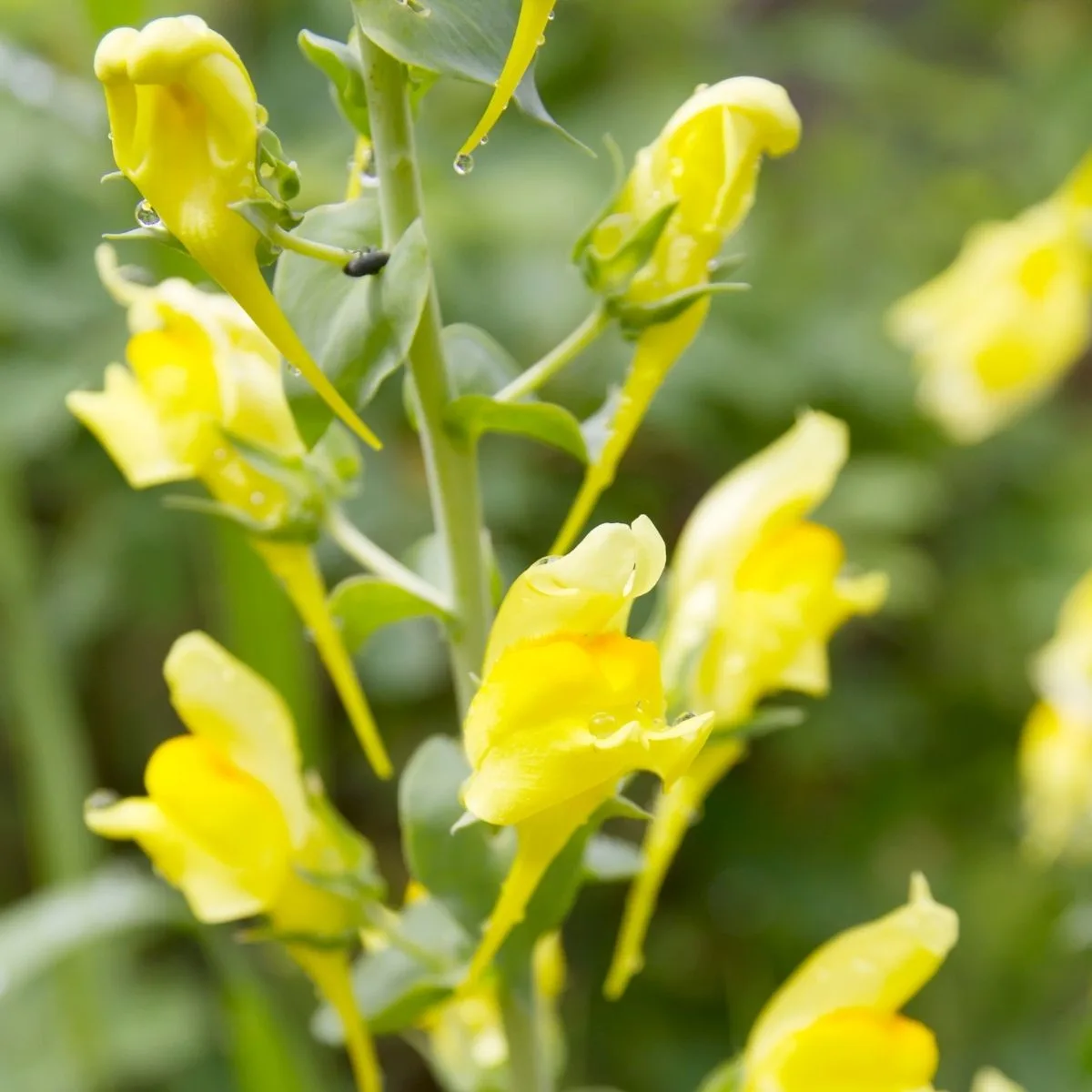 Dalmatian toadflax