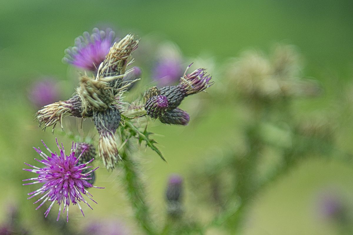 Diffuse knapweed