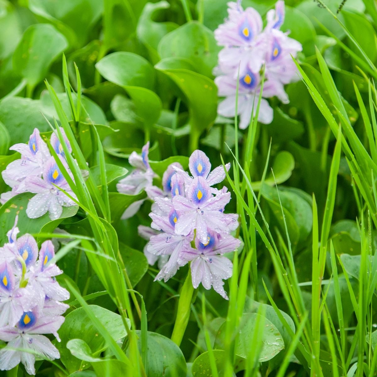 Eichhornia crassipes