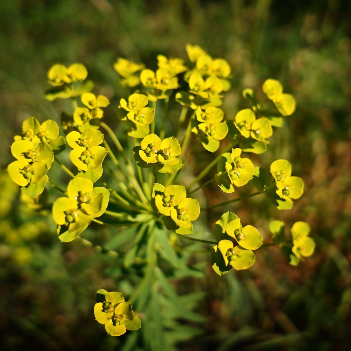 Euphorbia cyparissias