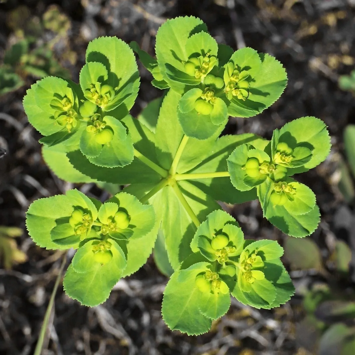 Euphorbia myrsinites