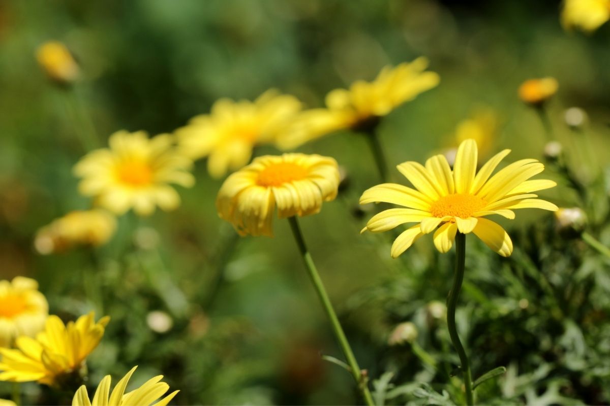 Sweet resinbush - Euryops multifidus