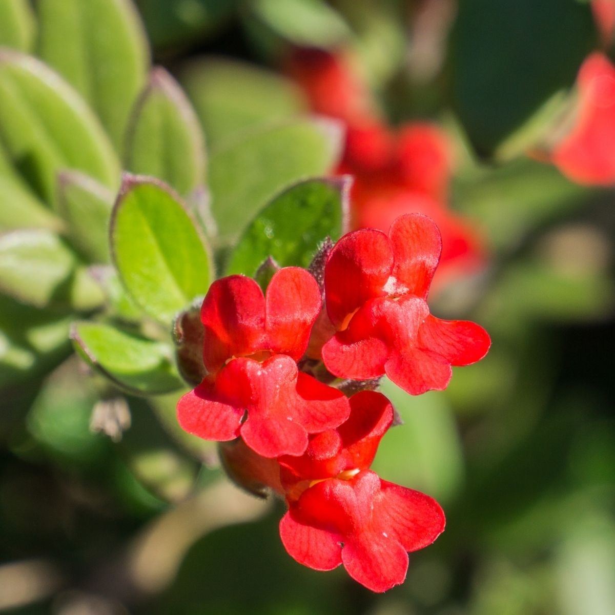 Galvezia speciosa - island bush snapdragon