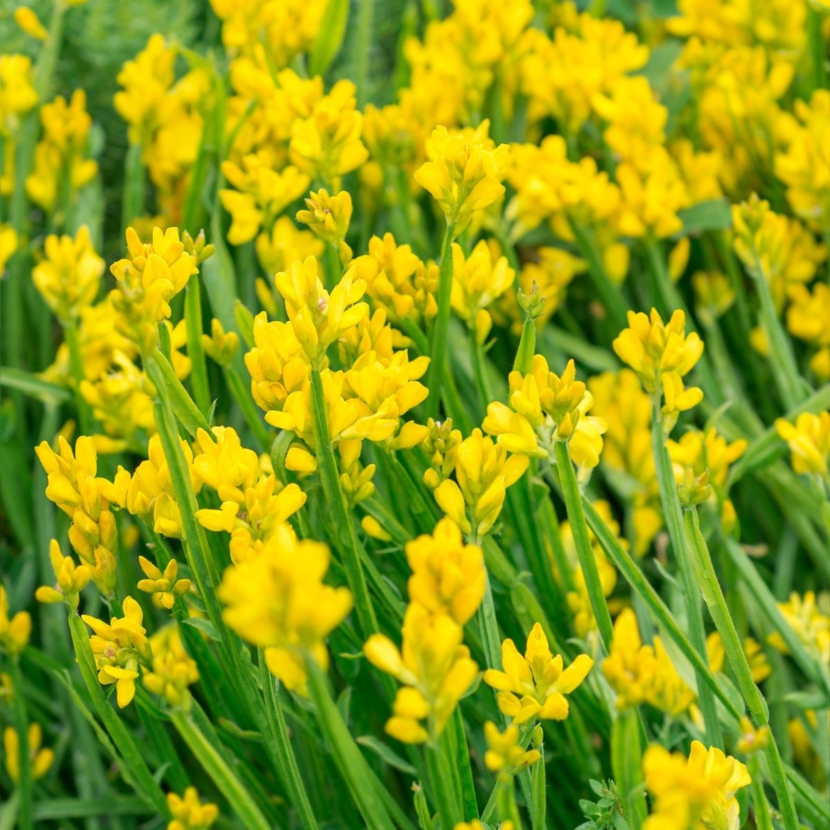 Genista monspessulana