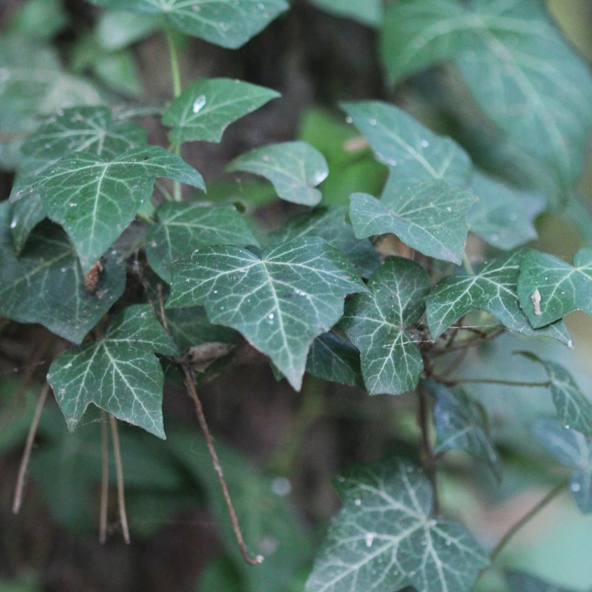 Hedera canariensis