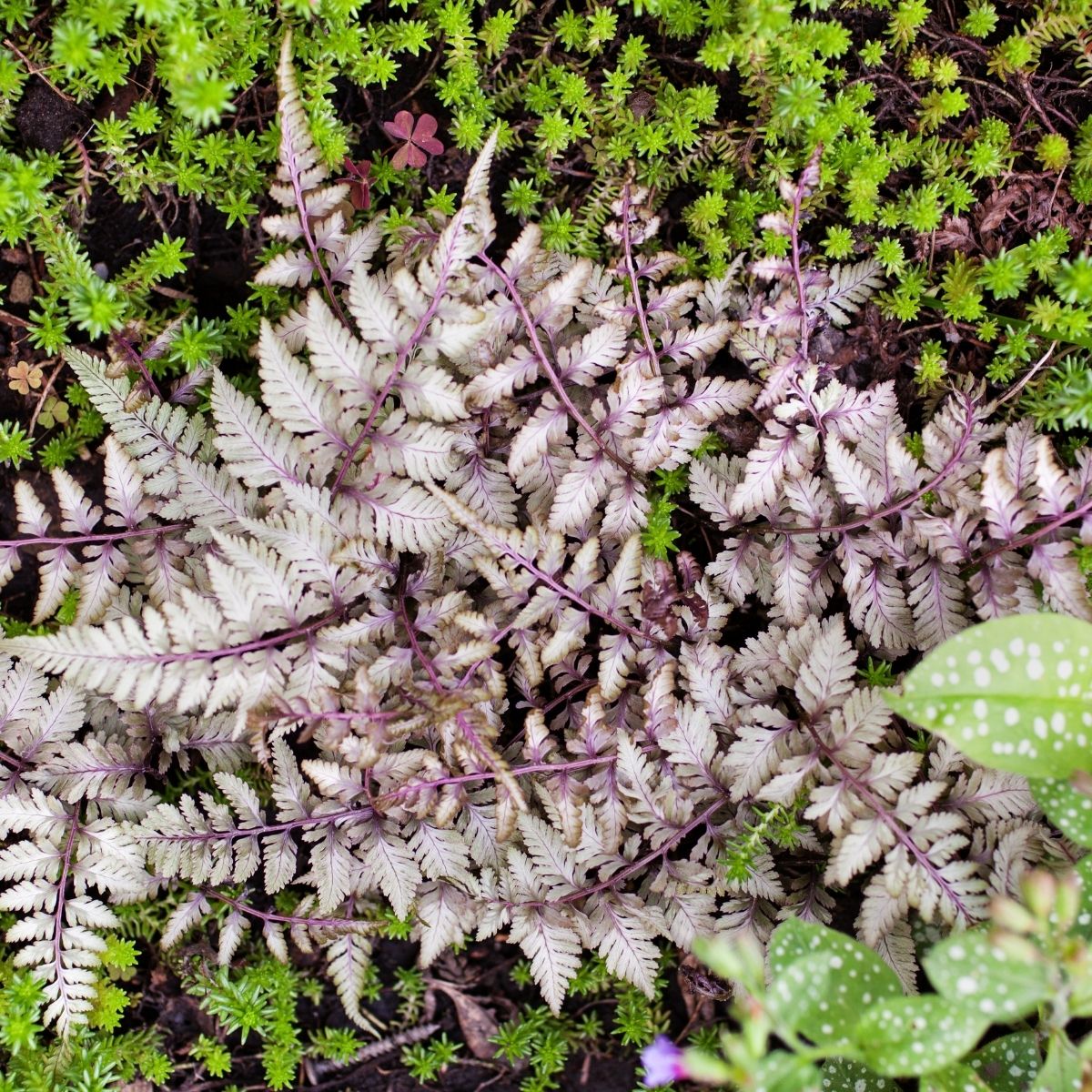 Japanese painted fern