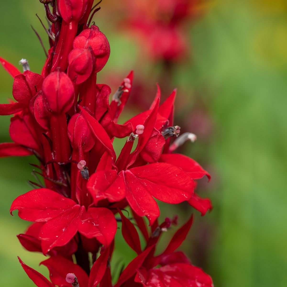Lobelia cardinalis - red flowers