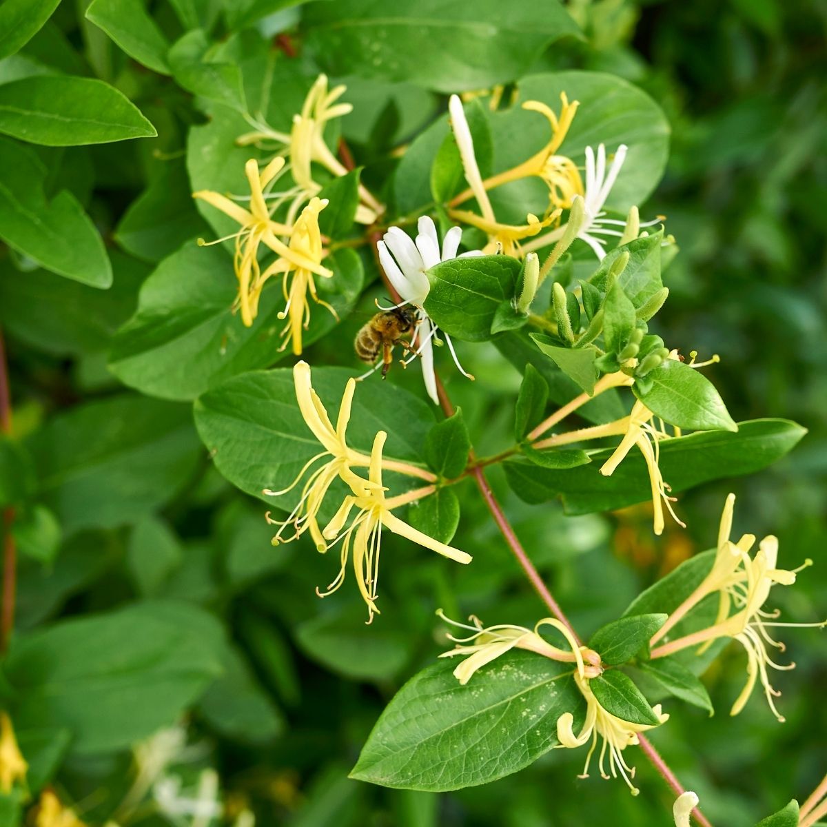 Lonicera japonica