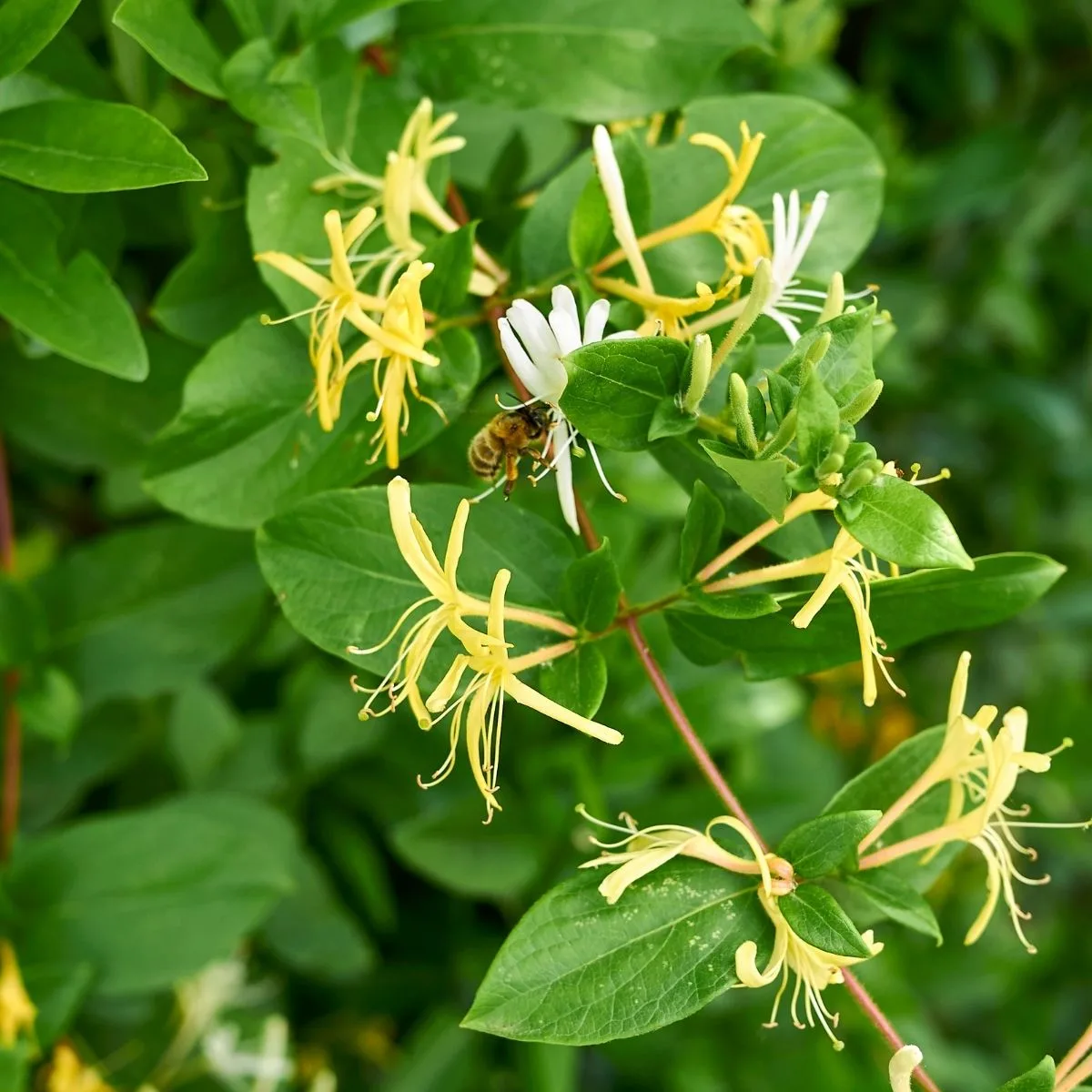 Lonicera japonica