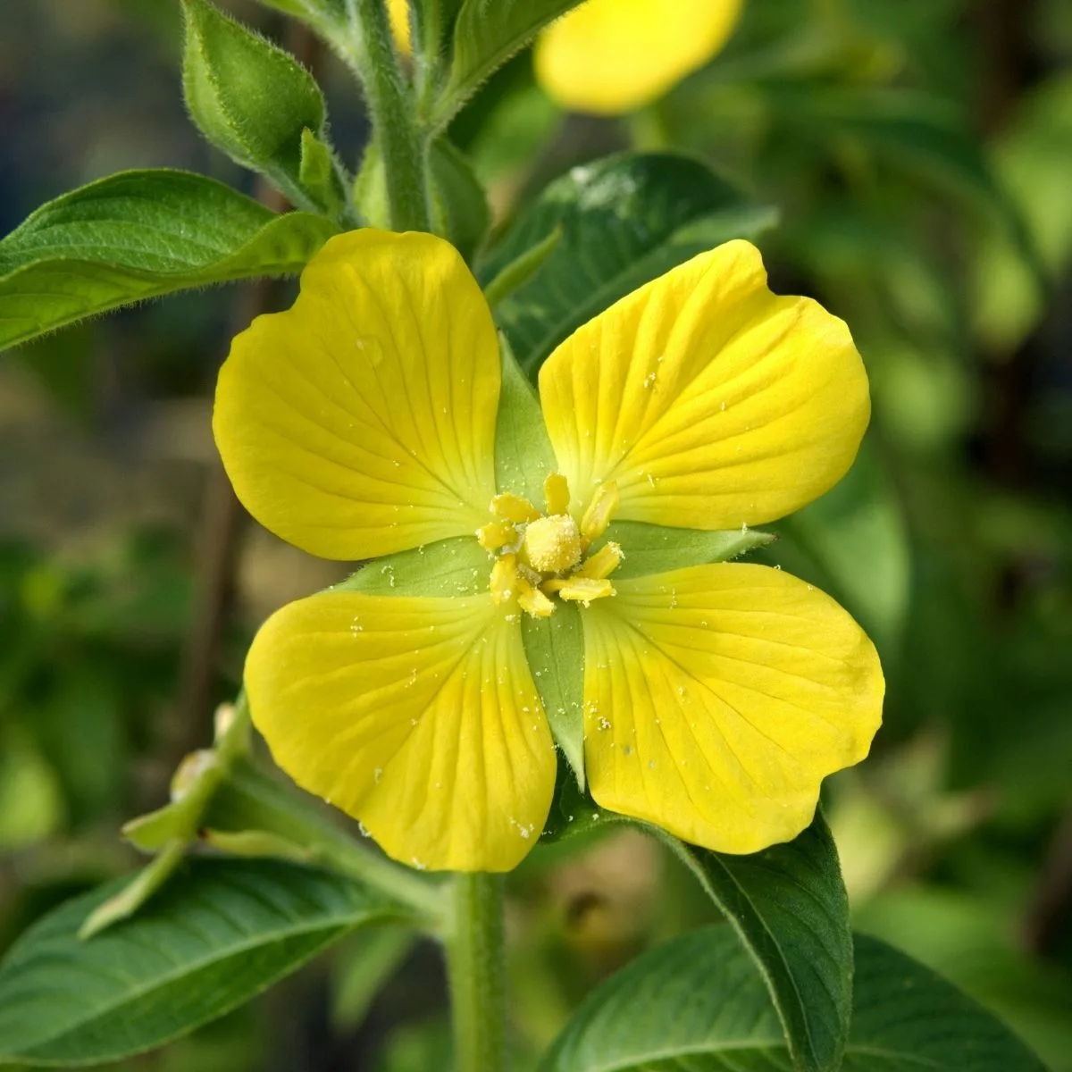 Ludwigia hexapetala