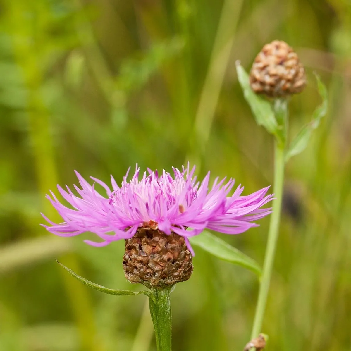 Meadow knapweed