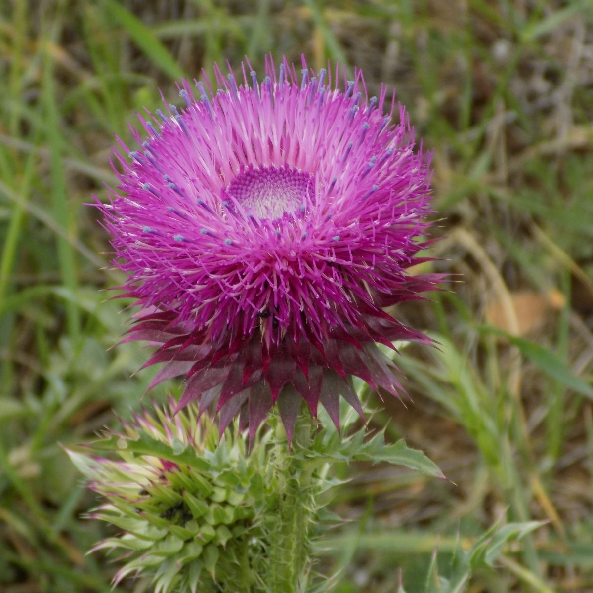 Onopordum acanthium