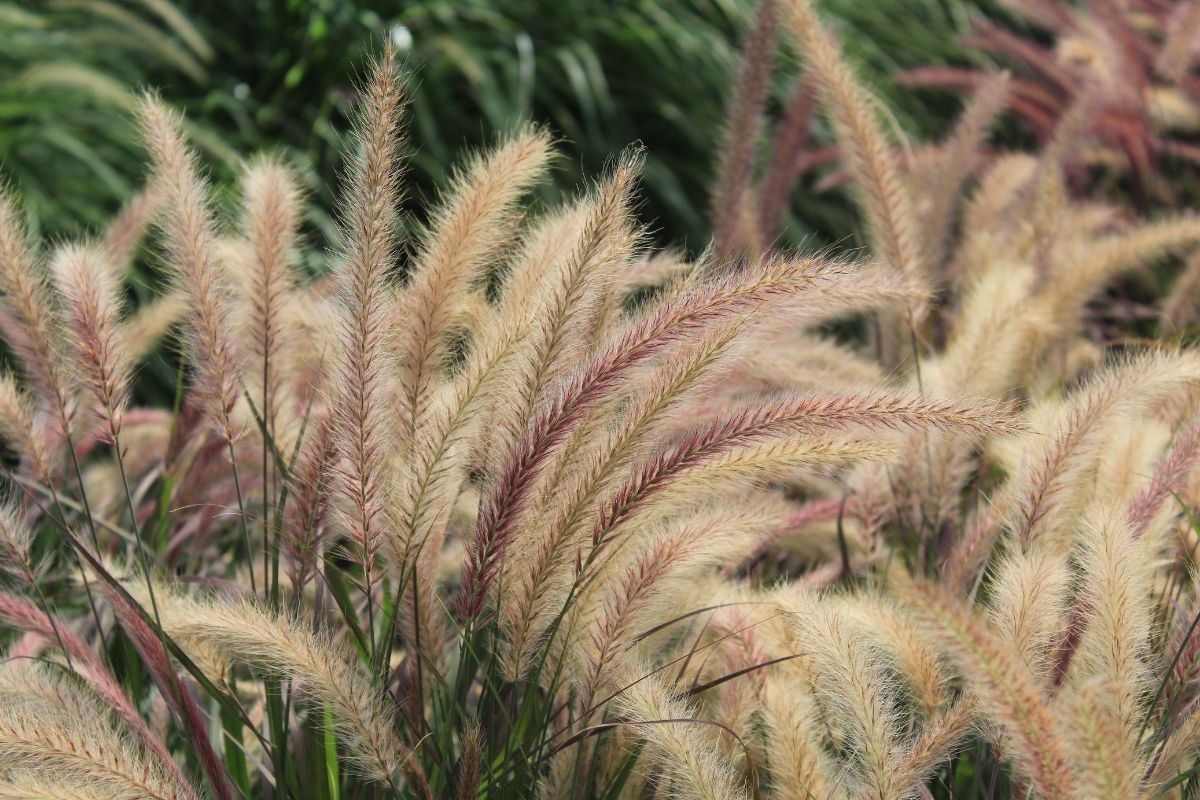 Pennisetum ciliare