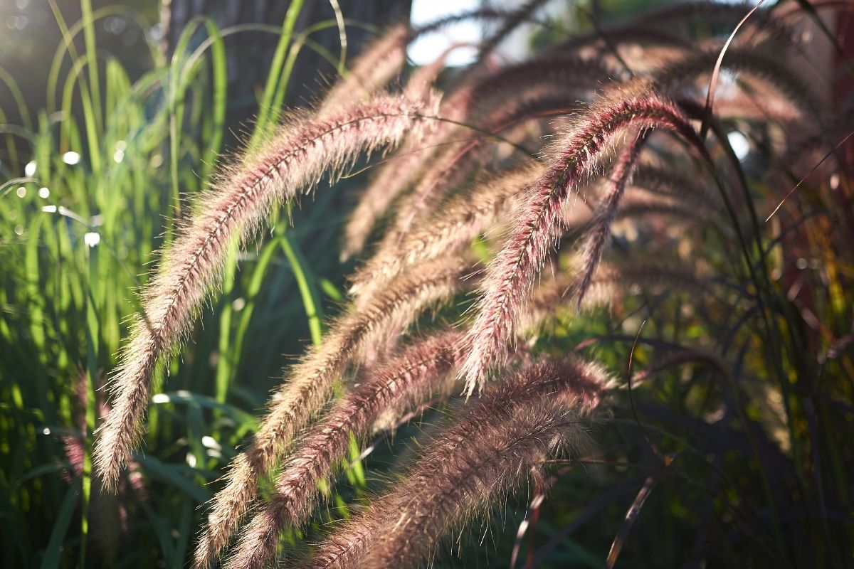 Pennisetum setaceum