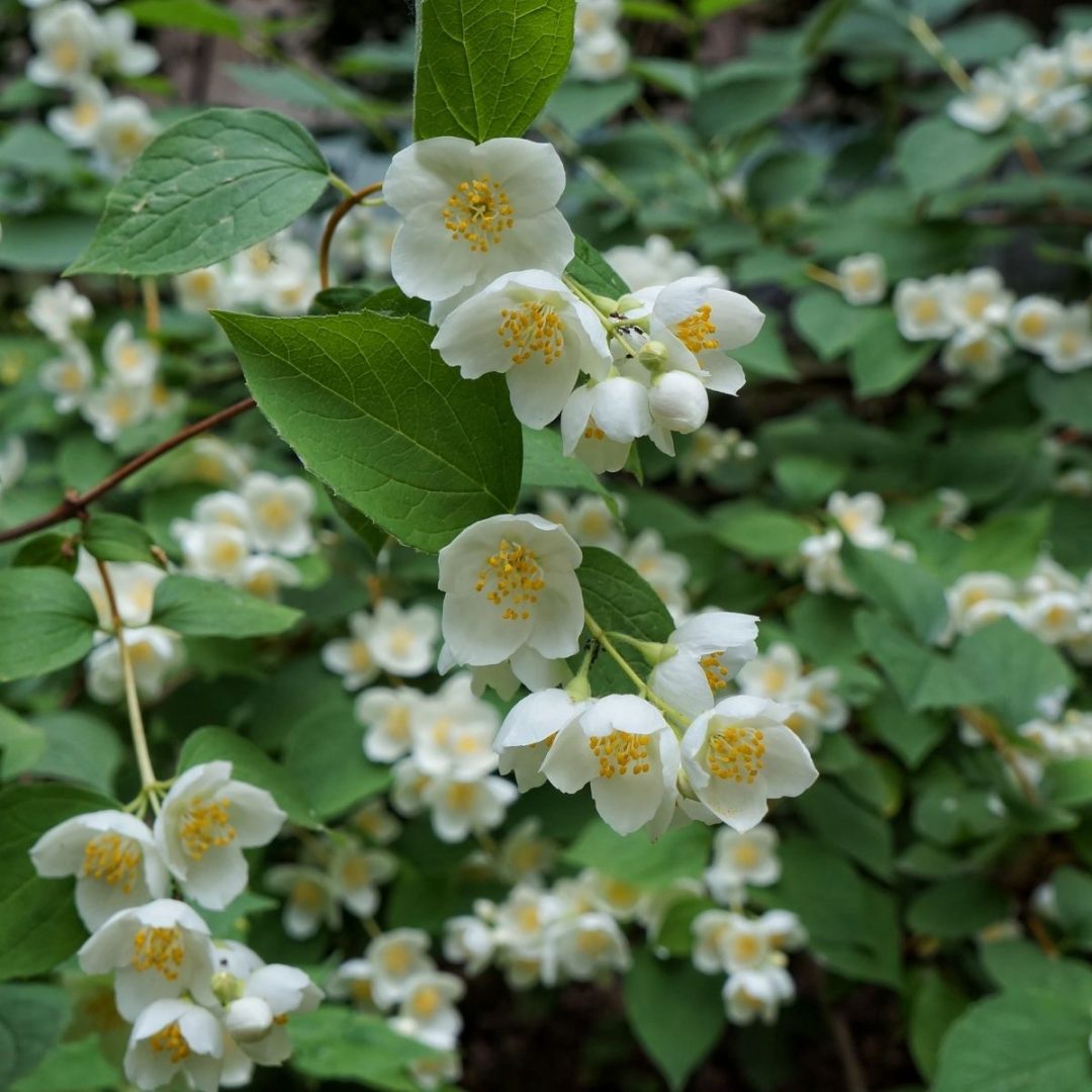 11 Of The Worst Invasive Plants In Arkansas (And 22 Natives You Should