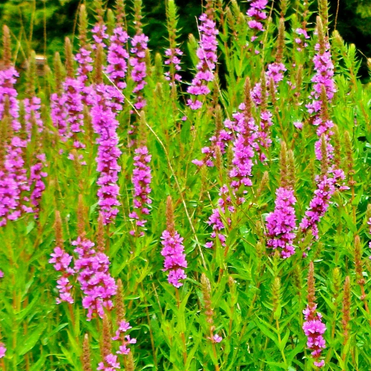 a field of purple loosestrife