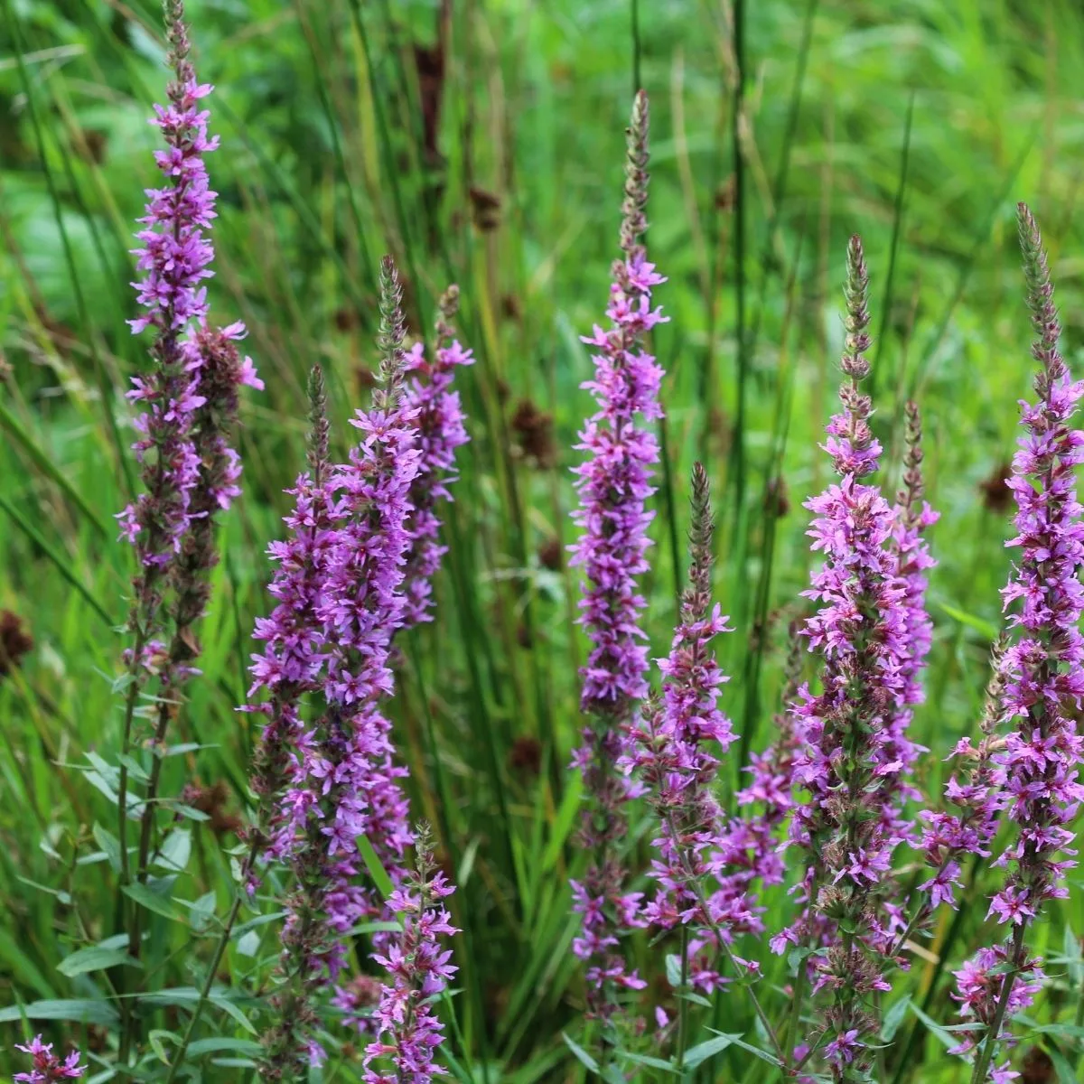 Purple loosestrife flowers.