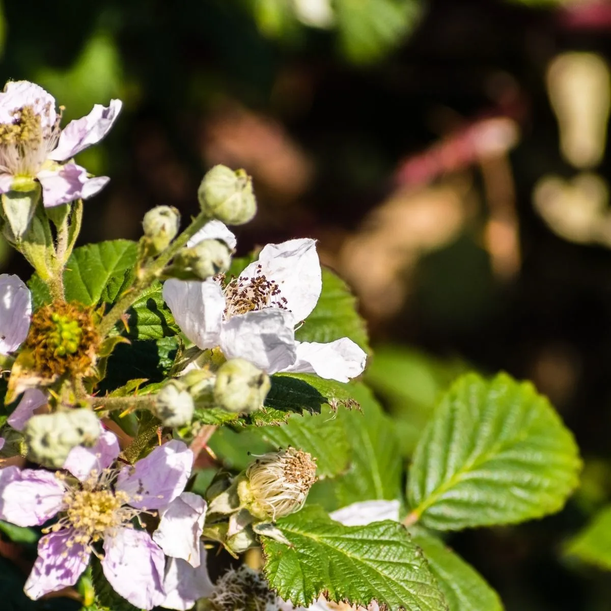 Rubus armeniacus