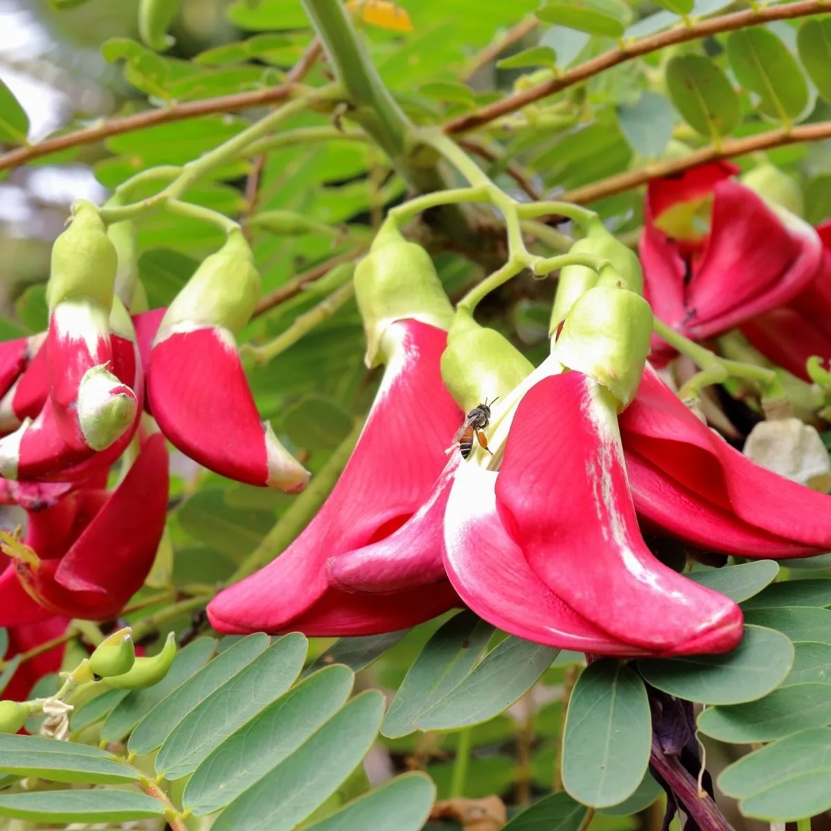 Sesbania punicea - scarlet wisteria
