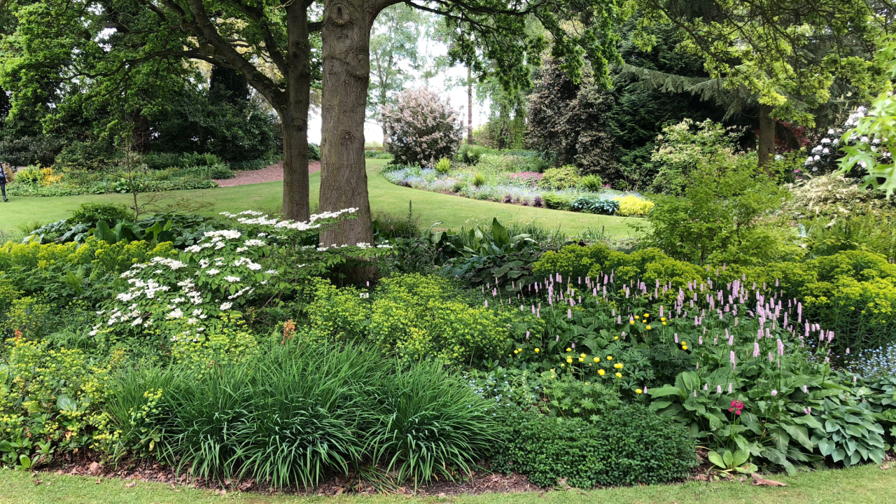 shady plants under a tree