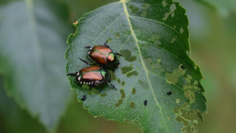 japanese beetles eating leaves