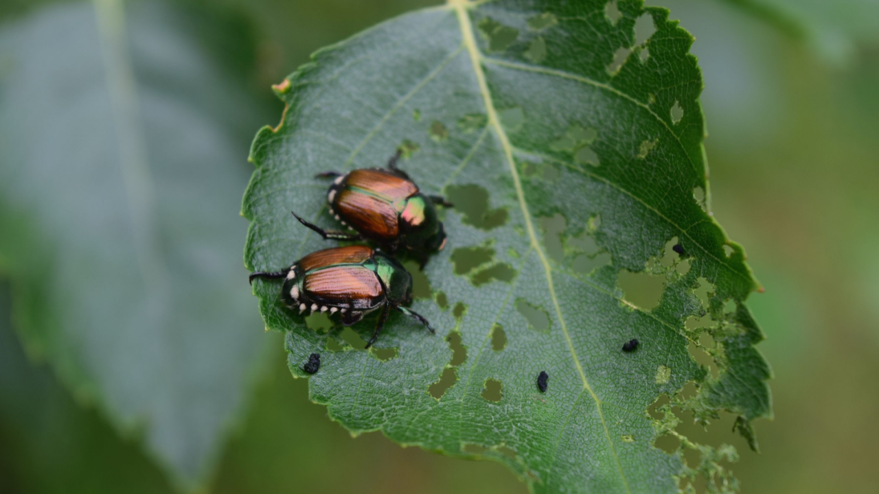 japanese beetles eating leaves
