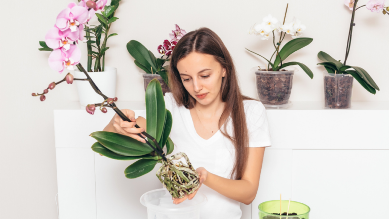 woman repotting an orchid