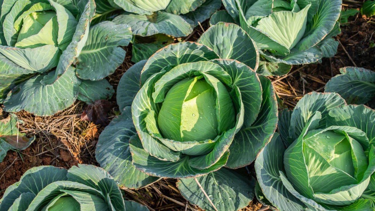 Organic cabbage grown in the vegetable garden Organic cabbage grown in the vegetable garden