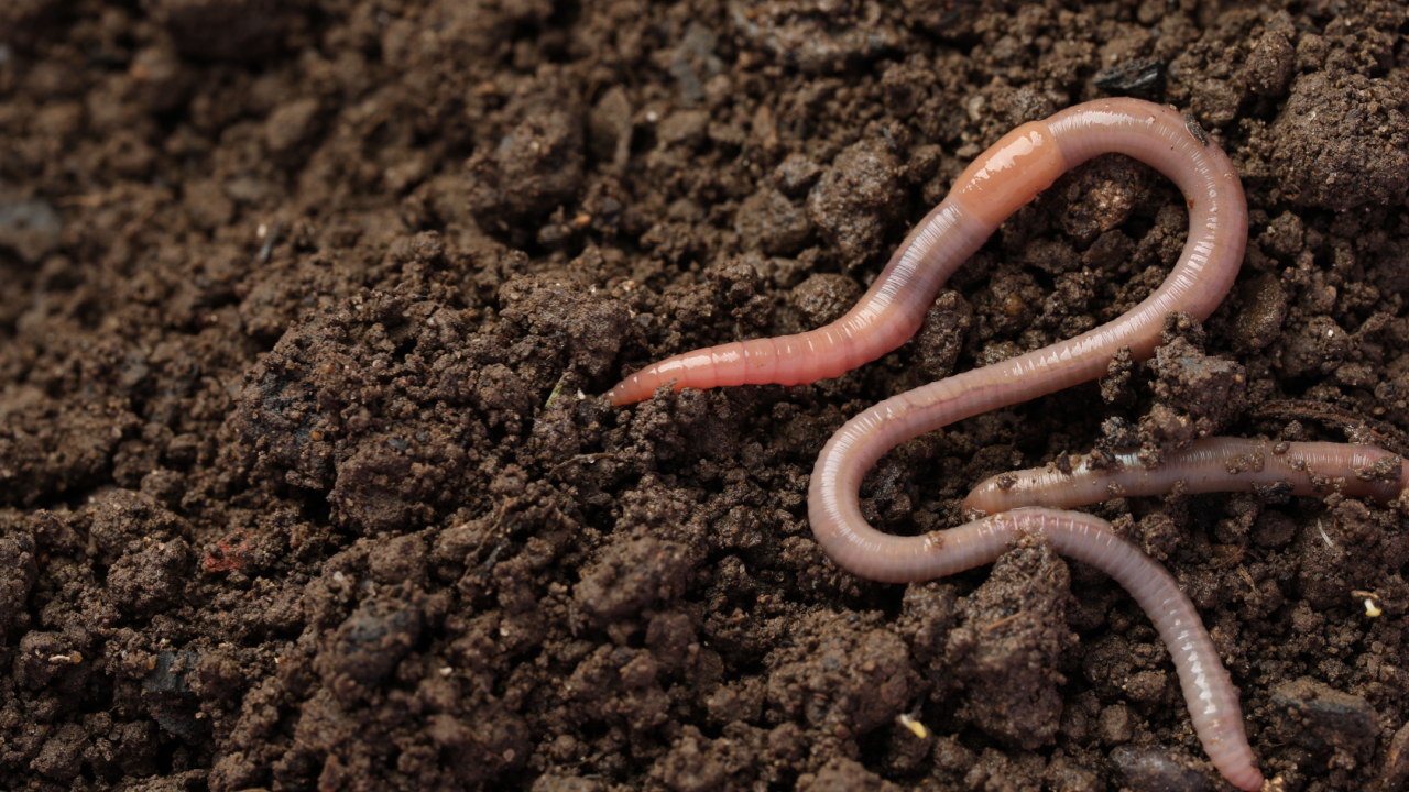 earthworms