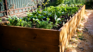 raised garden bed lettuce shade