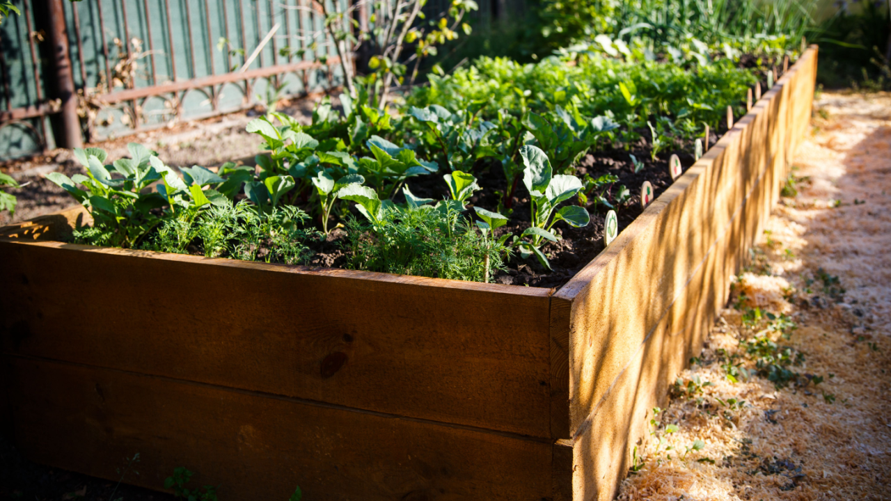 raised garden bed lettuce shade