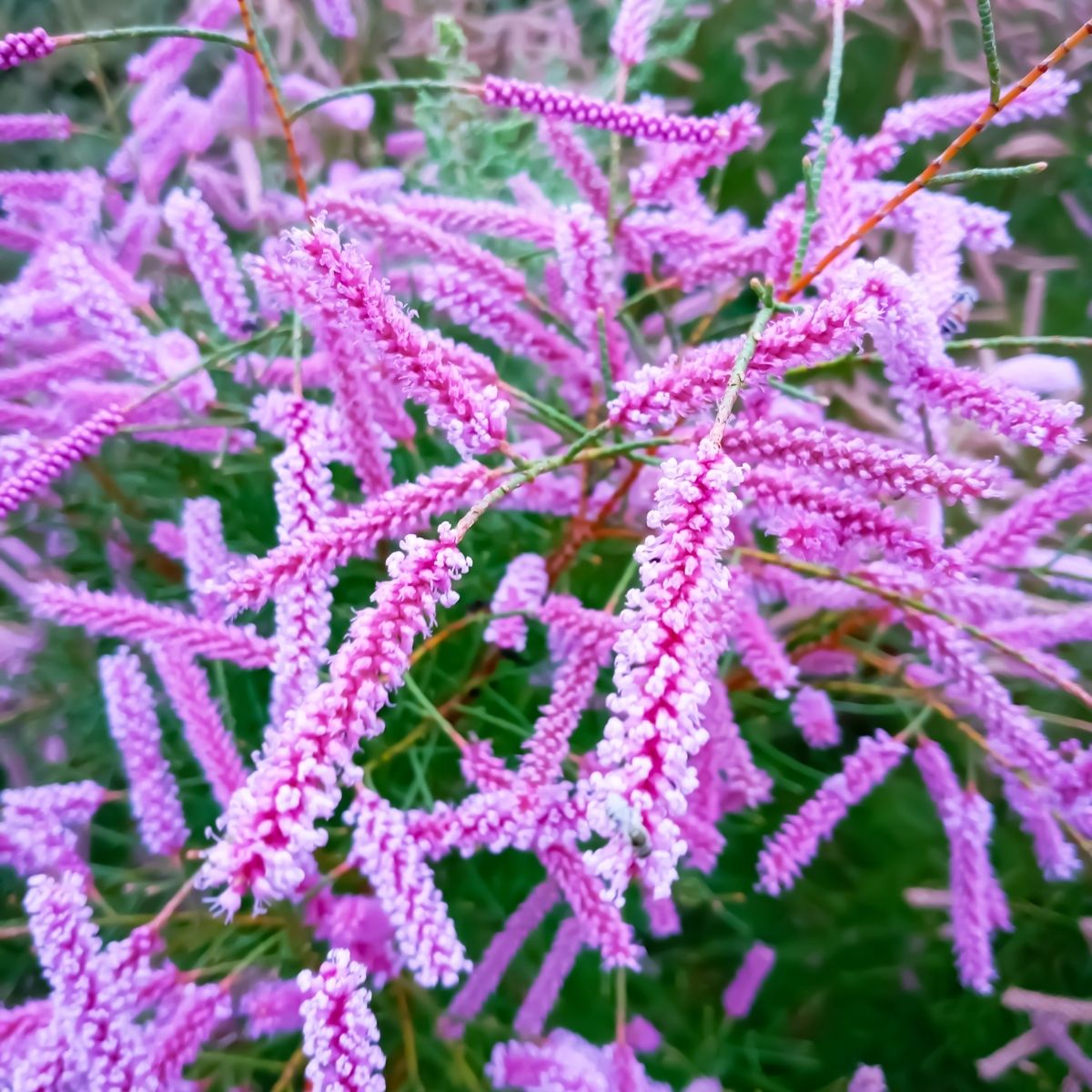 Tamarix ramosissima - pink flowers