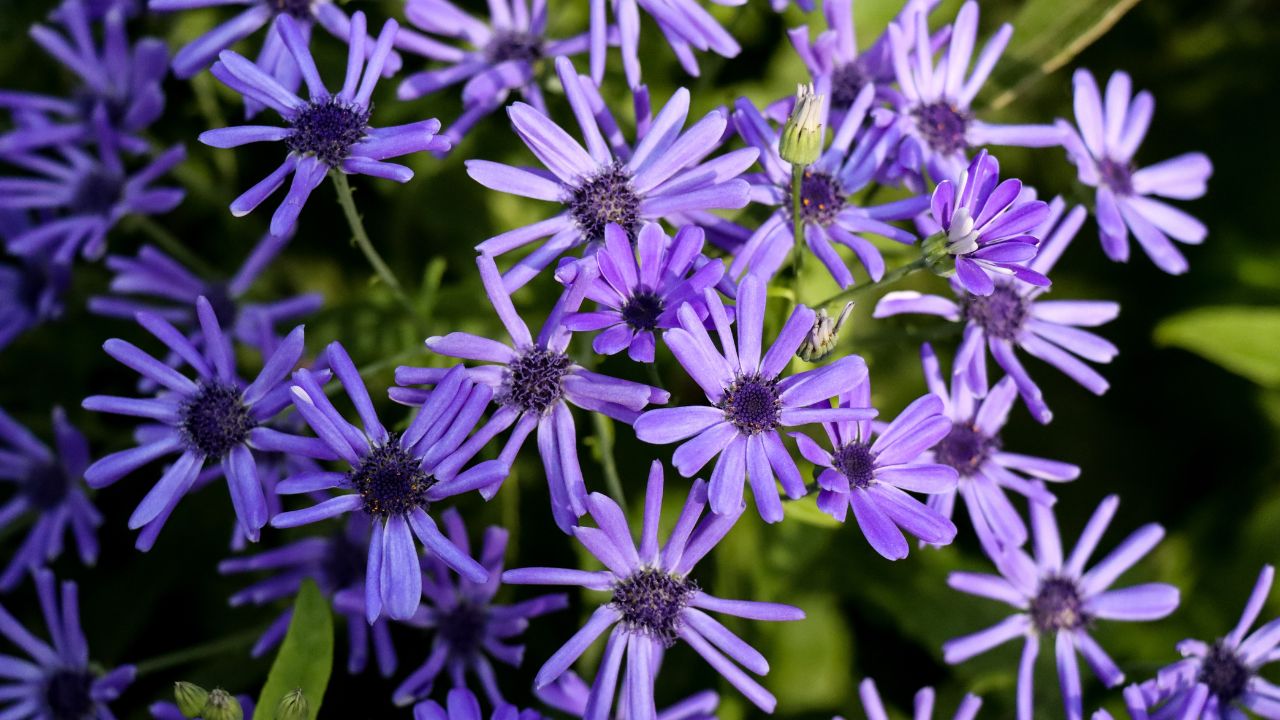 Blue wood aster