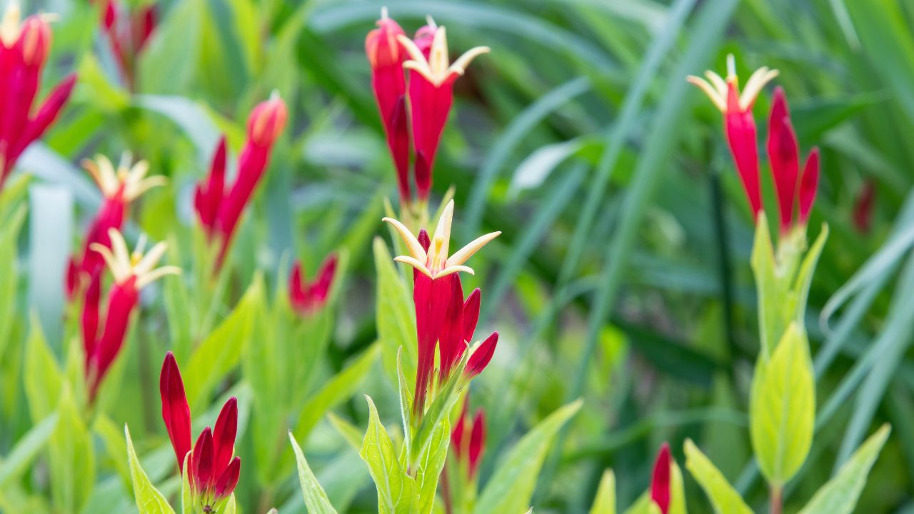 Indian pink (Spigelia marilandica)