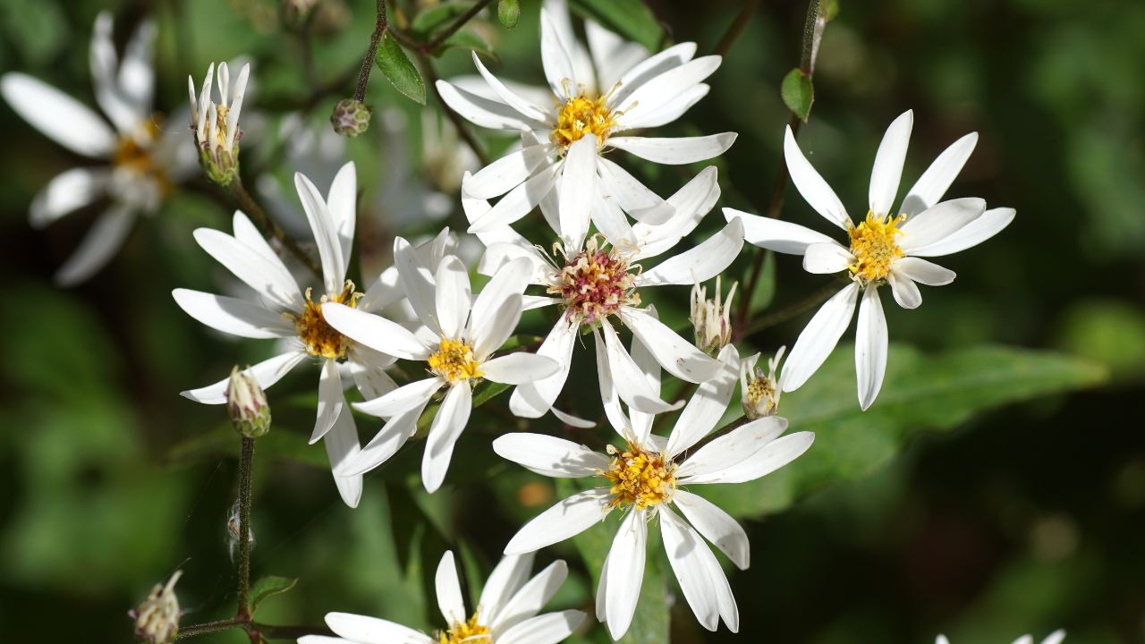 Flowering White Woodland Aster, White wood aster (Aster divaricatus syn Eurybia divaricata). Dutch garden. Summer, August, Netherlands