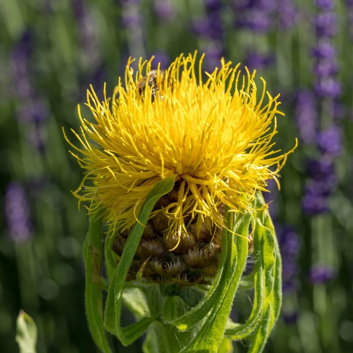 Yellow starthistle